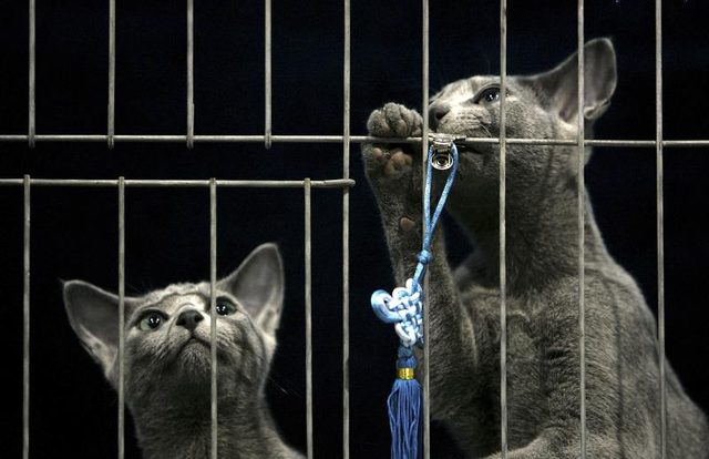Deux bleus russes montrent des chats jouent avec des jouets à la plume