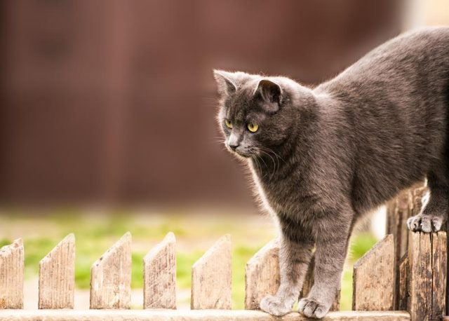 Un jeune Russe Bleu race mixte chat sur une clôture