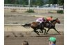 Dans une course, un cheval peut galoper avec une foulée de 24,6 pieds ou plus.