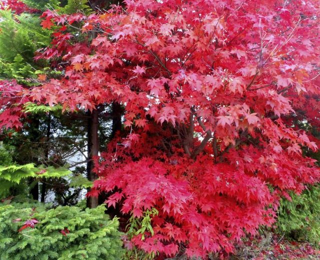 Acer rubrum, ou l'érable rouge.