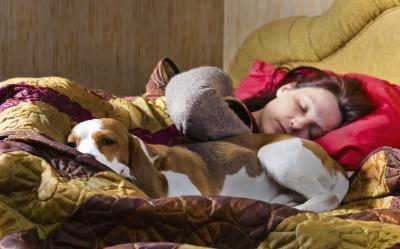 Permettre à votre chien à dormir avec vous pourriez le confondre.