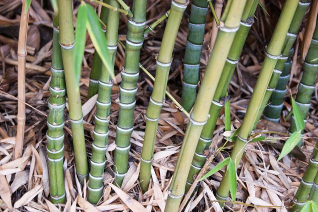 Comment Transplanter boutures de bambou