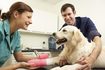 Un vétérinaire envelopper un chien's ankle in bandages.