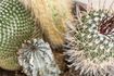 Comment traiter les plaies Cactus