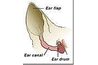 Anatomie d'un chien's ear.