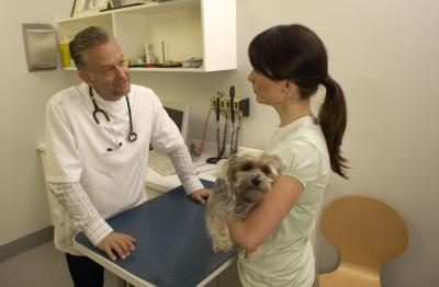 Emmenez votre chien chez le vétérinaire si elle est léthargique, des vomissements ou a des gencives pâles.