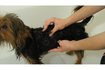 Comment utiliser le shampooing humain sur les chiens