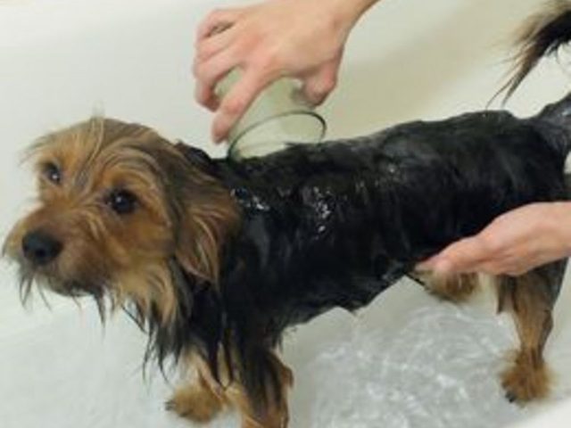 Comment utiliser le shampooing humain sur les chiens