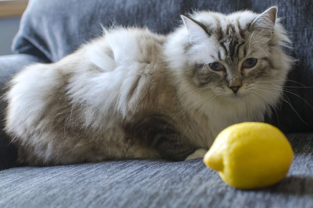Comment utiliser citron spray pour tuer les puces sur les chats