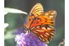 Une photo macro d'un papillon avec un arrière-plan flou.
