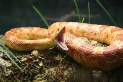 Serpent avec la bouche ouverte
