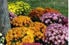 Chrysanthèmes viennent dans une variété de couleurs.