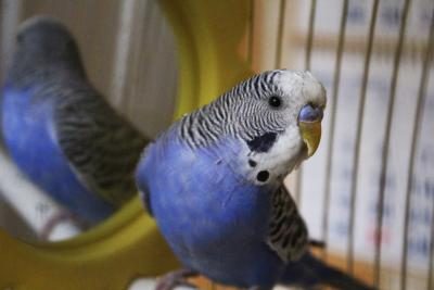 Bleu perruche dans une cage.