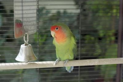 Une cage de perroquet près d'une fenêtre.